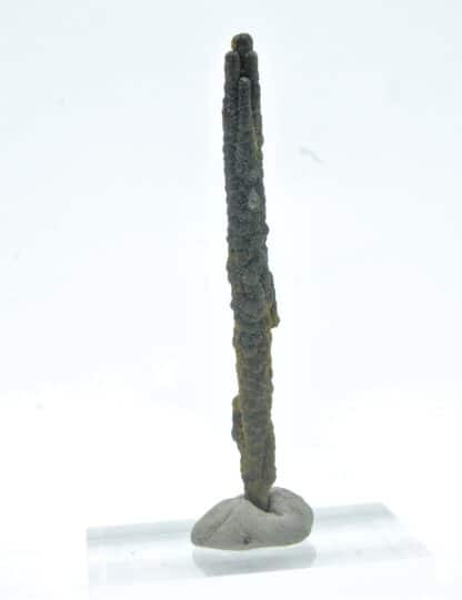 Stalactite de Pyrite, Mine des Malines, St-Laurent-le-Minier, Gard.