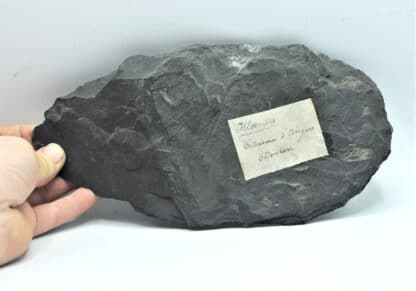 Fossile d’Illaenus giganteus, Silurien inférieur du Maine-et-Loire, Région d’Angers.