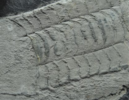 Fossile d’Illaenus giganteus, Silurien inférieur du Maine-et-Loire, Région d’Angers.