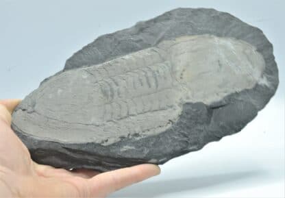 Fossile d’Illaenus giganteus, Silurien inférieur du Maine-et-Loire, Région d’Angers.
