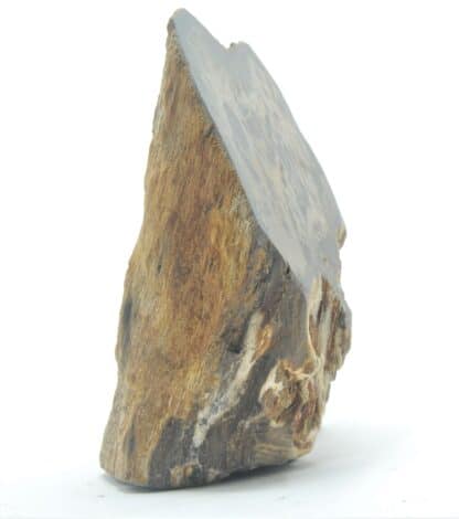 Tranche de bois fossilisé en agate poli, La Calamine, Belgique.