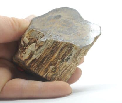 Tranche de bois fossilisé en agate poli, La Calamine, Belgique.