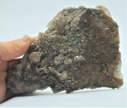 Plaque de Quartz et Pyrite, Carrière de Bierghes, Brabant-Wallon, Belgique.