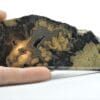 Schalenblende, mine de Schmalgraf, Lontzen, Moresnet, Belgique.