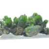 Pyromorphite, Les Farges, Ussel, Corrèze, Limousin.