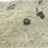 Chalcolite (Torbernite) et Psilomélane sur Granulite, Montebras, Creuse.