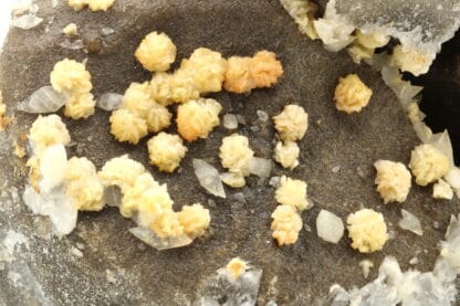 Dolomite et Calcite de septaria, Orpierre, Hautes-Alpes.