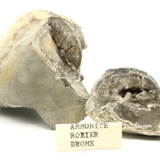 Ammonite, Ribiers, Val Buëch-Méouge, Hautes-Alpes.