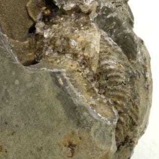 Ammonite, Ribiers, Val Buëch-Méouge, Hautes-Alpes.