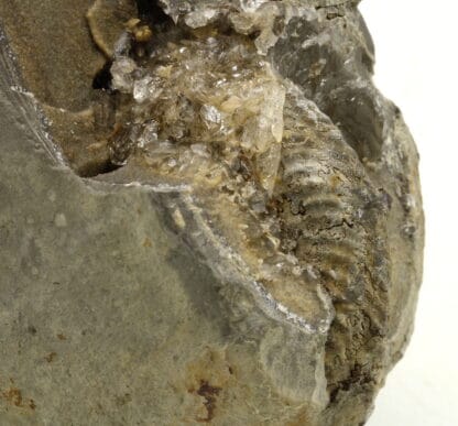 Ammonite, Ribiers, Val Buëch-Méouge, Hautes-Alpes.