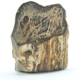 Tranche de bois fossilisé en agate poli, La Calamine, Belgique.
