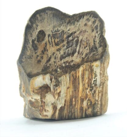 Tranche de bois fossilisé en agate poli, La Calamine, Belgique.