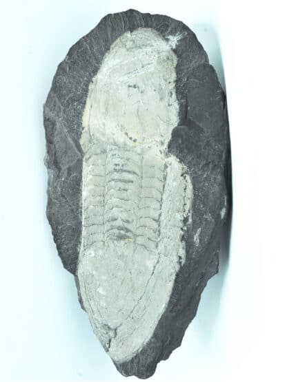 Fossile d’Illaenus giganteus, Silurien inférieur du Maine-et-Loire, Région d’Angers.