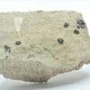 Chalcolite (Torbernite) et Psilomélane sur Granulite, Montebras, Creuse.