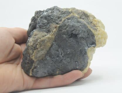 Galène et Calcite, Cunlhat, Forez, Puy-de-Dôme, Auvergne. – Image 6