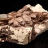 Orthose (orthoclase) et quartz, Coustouges, Pyrénées-Orientales.