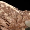 Orthose (orthoclase) et quartz, Coustouges, Pyrénées-Orientales.