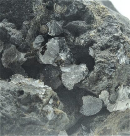 Phillipsite et Chabazite dans du Basalte, Saint-Jean-le-Centenier, Ardèche.