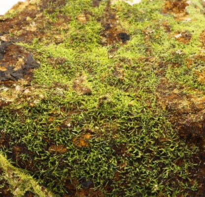 Pyromorphite verte, L’Argentolle, Saint-Prix, Saône-et-Loire.