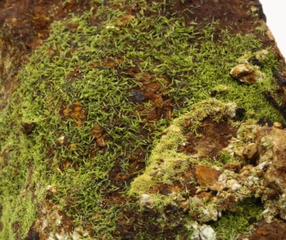 Pyromorphite verte, L’Argentolle, Saint-Prix, Saône-et-Loire.