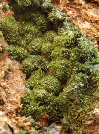 Pyromorphite verte de la mine de Vézis, dans l'Aveyron.