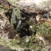 Epidote et grenat, Carrière de Trapp, Raon L’Etape, Vosges.