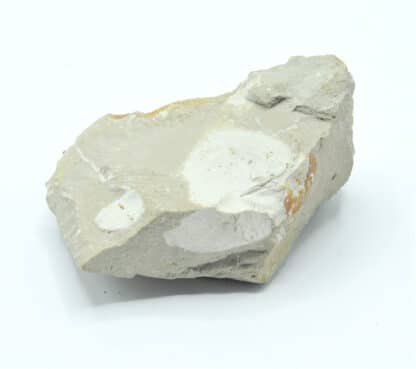 Fossile de Bioturbations dans un calcaire, Ex Collection du musée Bally.