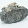 Manganépidote et Quartz fumé, Monzoni, Tyrol, Italie.