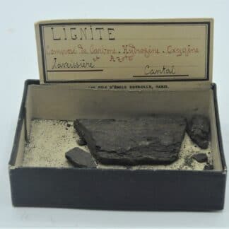 Lignite, Laveissière, Cantal, Ex Deyrolle.