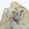 Mottramite sur Cérusite, M’Fouati, Congo, Afrique.