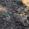 Lampadite et malachite, mine de la Garonne, Le Pradet, Var.