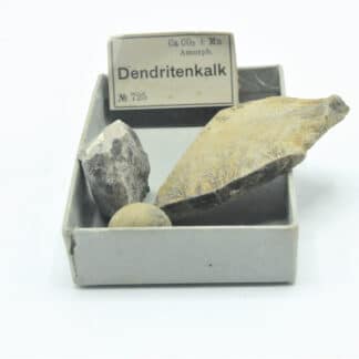 Dendritenkalk (Dendrites de Manganèse sur calcaire), Musée Bally.