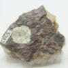 Natrolite, Analcime et Calcite, Wasson Bluff, Nova Scotia, Canada.