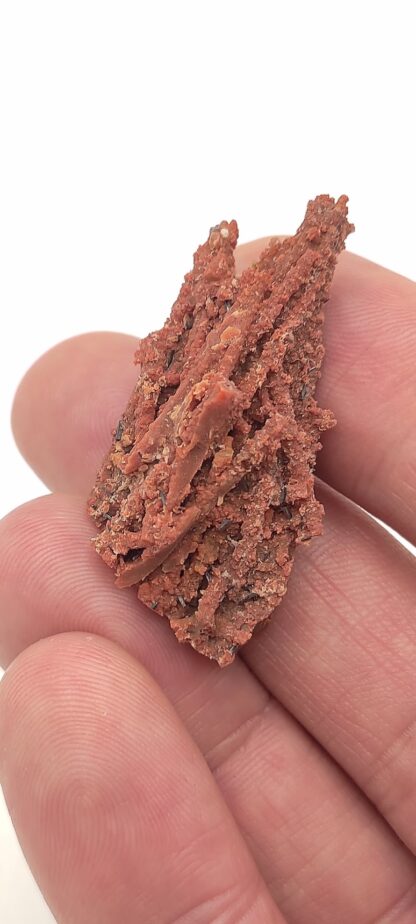 Groutite, Bois pétrifié, Mine Blackwater, Arizona, États-Unis.