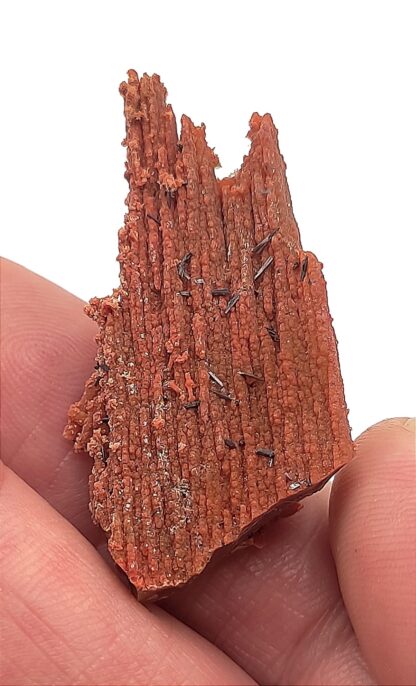 Groutite, Bois pétrifié, Mine Blackwater, Arizona, États-Unis.