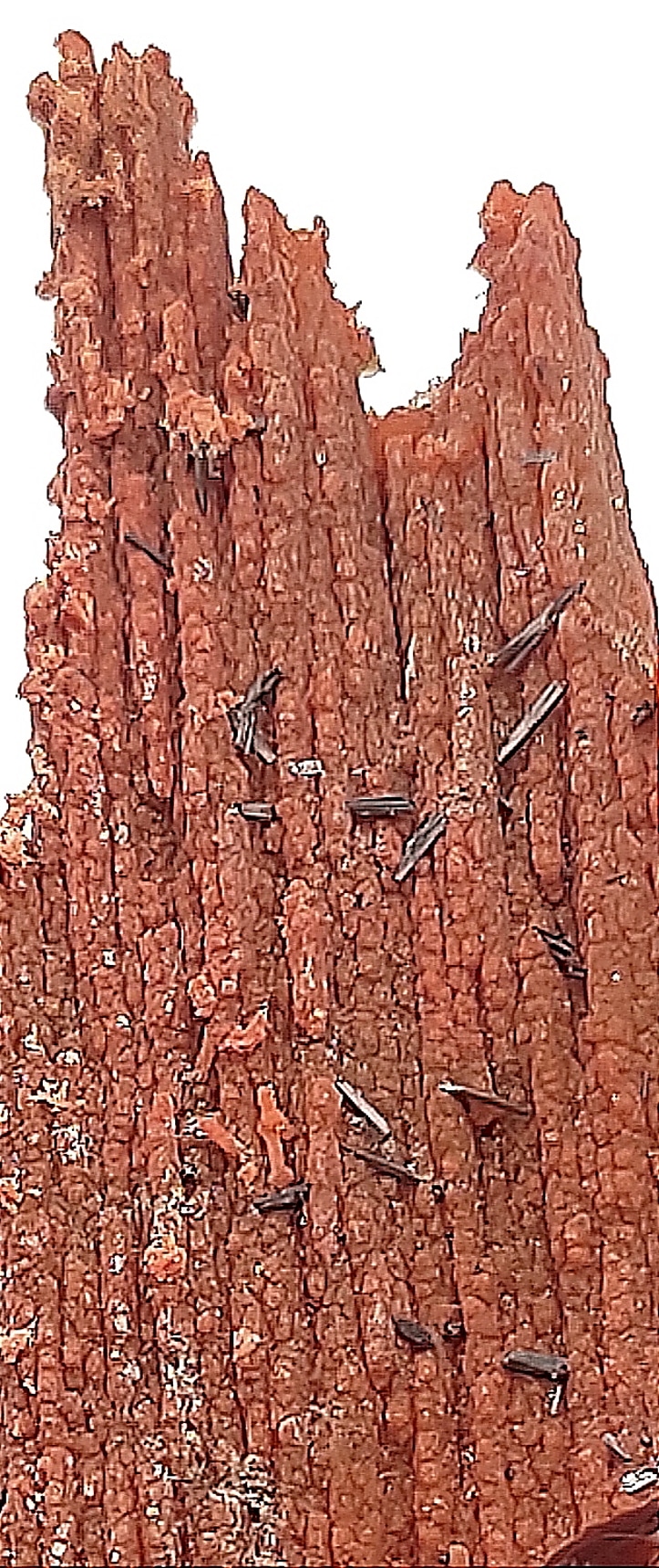 Groutite, Bois pétrifié, Mine Blackwater, Arizona, États-Unis.