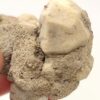 Leucite, Roccamonfina, Caserte, Campanie, Italie.