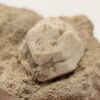 Leucite, Roccamonfina, Caserte, Campanie, Italie.