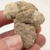 Leucite, Roccamonfina, Caserte, Campanie, Italie.