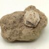 Leucite, Roccamonfina, Caserte, Campanie, Italie.