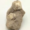 Leucite, Roccamonfina, Caserte, Campanie, Italie.