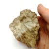 Sternquartz (Quartz étoilé), Starkenbach, Böhmen, Tchéquie.