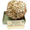 Erbsenstein Aragonit (Aragonite), Karlsbad, Allemagne.