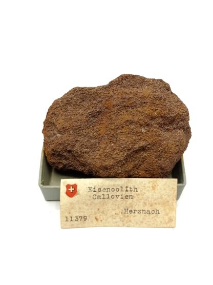 Eisenoolith Callovien (Oolithe ferrugineuse), Herznach, Suisse.