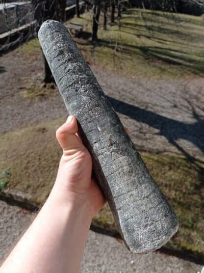 Rostre de Bélemnite, Saint-Denis-d’Orques, Sarthe.