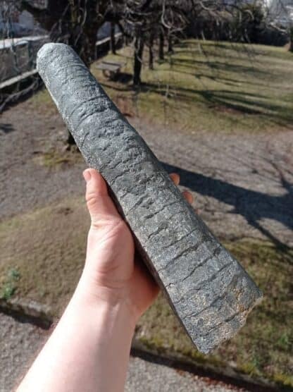 Rostre de Bélemnite, Saint-Denis-d’Orques, Sarthe.