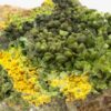 Autunite, Kerler, Lignol, Morbihan, Bretagne.