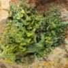 Autunite, Kerler, Lignol, Morbihan, Bretagne.