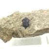 Fluorite (Fluorine) sur Quartz, Carrière de Nouaillas, Ambazac, Haute-Vienne.