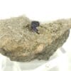 Fluorite (Fluorine) sur Quartz, Carrière de Nouaillas, Ambazac, Haute-Vienne.